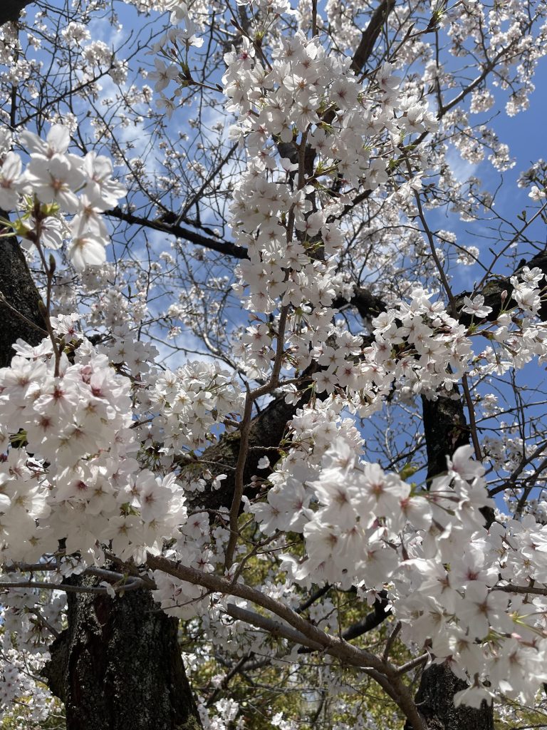 極楽浄土の庭 6
Gokurakujōdo no niwa 6