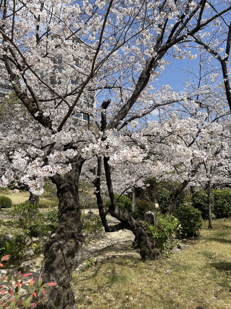 極楽浄土の庭 4
Gokurakujōdo no niwa 4