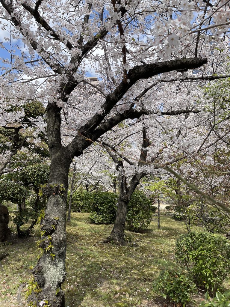 極楽浄土の庭 8
Gokurakujōdo no niwa 8